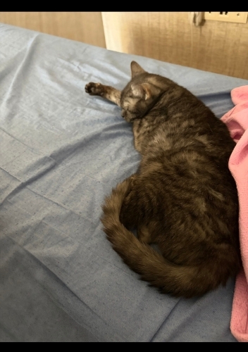 siyah duman silver tabby desenli british 3 yasinda fotoğraf
