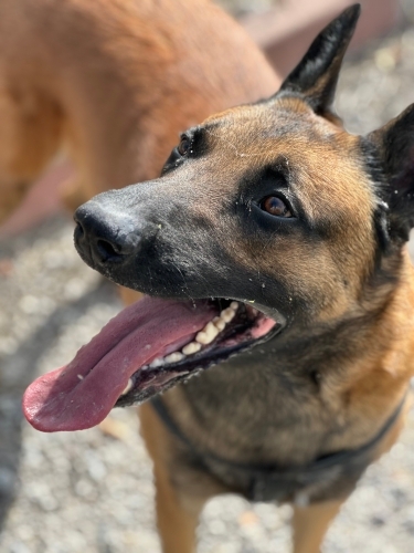 Zeus için ömürlük yuva arıyoruz fotoğraf