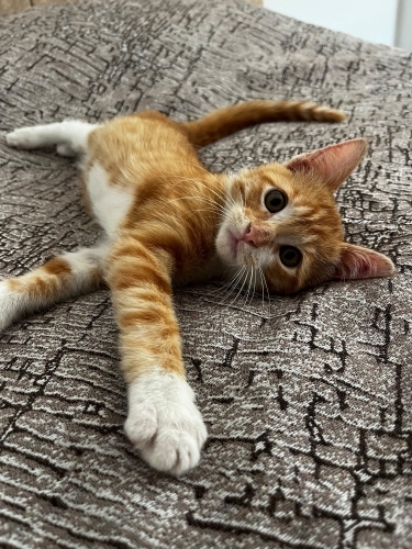 YAKIŞIKLI BİR SARI KAFAYA ÖMÜRLÜK DOST OLMAK İSTER MİSİNİZ fotoğraf