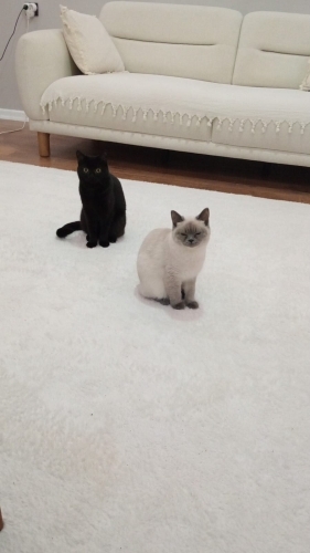 Ücretsiz sahiplendirme 2 adet fotoğraf