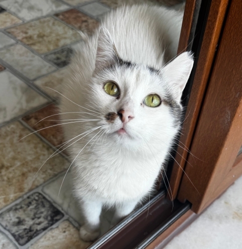 Ufaklık 1,5 yaşında çok sevgi dolu uysal erkek fotoğraf
