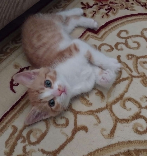 EV KEDİMİZİN YAVRUSU YENİ YUVASINI ARIYOR fotoğraf