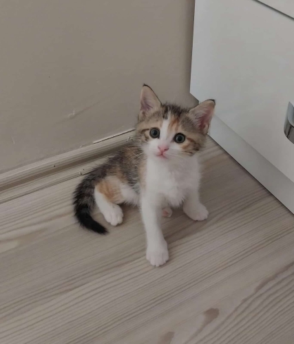 EV KEDİMİZİN YAVRUSU YENİ YUVASINI ARIYOR fotoğraf