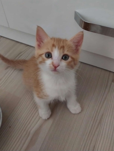 EV KEDİMİZİN YAVRUSU YENİ YUVASINI ARIYOR fotoğraf