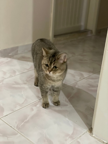 Saglik problemimden dolayi bakamiyorum sahiplendiriyorum fotoğraf