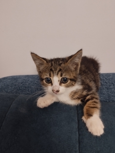Minik yavru kedi Fındık Mındık a kalıcı yuva arıyoruz fotoğraf