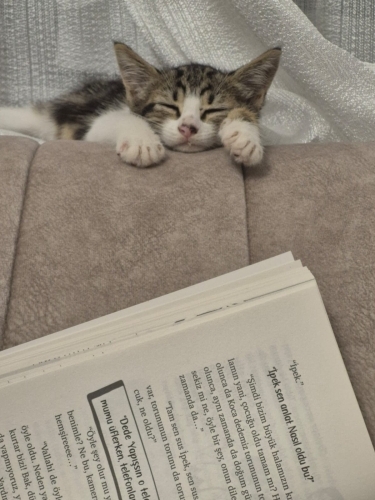 🐾 Minik Fındık yuvasını arıyor🐾 fotoğraf