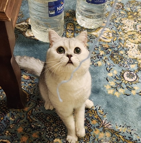 ÜCRETSİZ SAHİPLENDİRME SILVER BRITISH SHORTHAIR fotoğraf