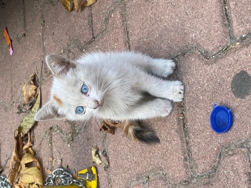 sokaktan buldugum sevimli mavis fotoğraf
