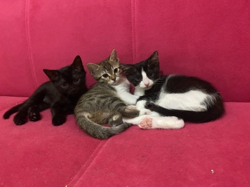 Minik, heyecanlı, sevecen fotoğraf