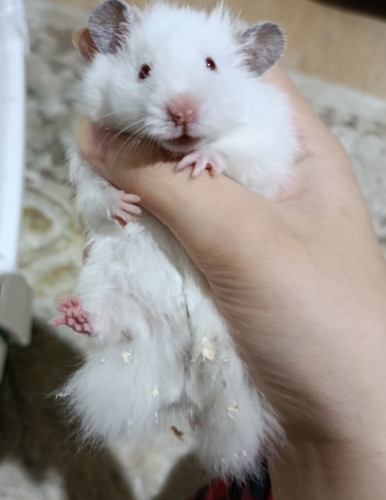Hamsterımı sahiplendiriyorum fotoğraf