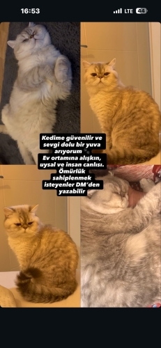 Ücretsiz sahiplendirme! Erkek kedimize acil yuva ariyoruz İzmir ve çevresi fotoğraf