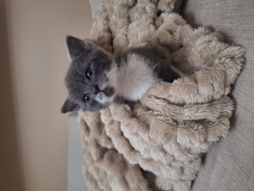 Bıcır bıcır zeka küpü bir velet 🥰 fotoğraf
