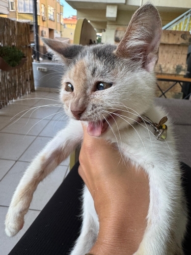 3 aylık bebeğe ömürlük kalıcı yuva fotoğraf