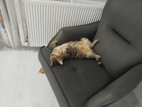 1 yaşında disi tekir fotoğraf
