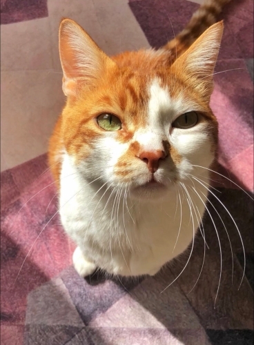 Aşırı sevecen kısır kedi 8 yaşında fotoğraf
