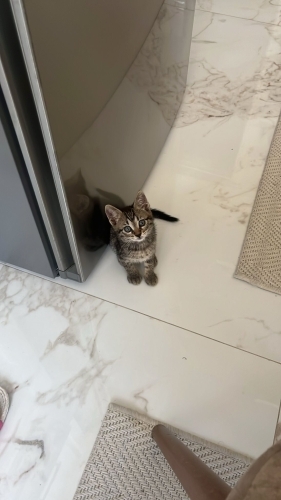 Sokakta bulundu fotoğraf