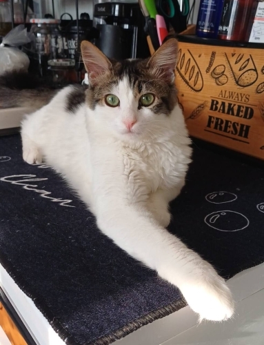 Sakin ve çok tatlı bir kedi fotoğraf