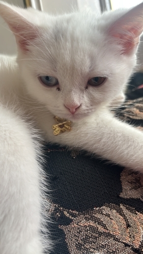 Renkli gözlü bi bebek fotoğraf