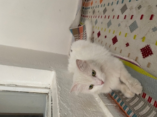 KEDİ BULUNDU EVDEN KAÇMIŞ fotoğraf