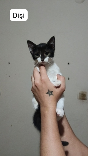 Wonder cat kara burun fotoğraf