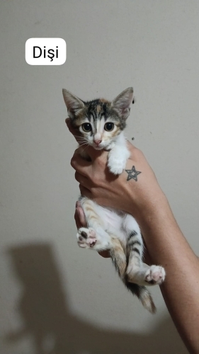Üç renkli güzellik fotoğraf