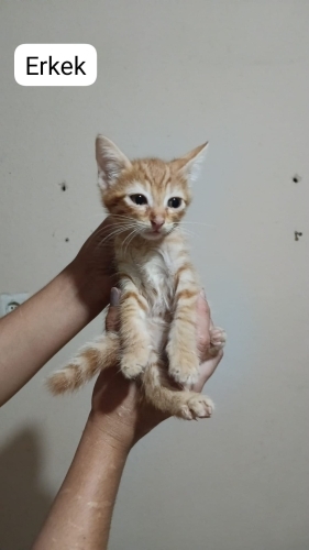 Sarı şeker erkek güzeli fotoğraf