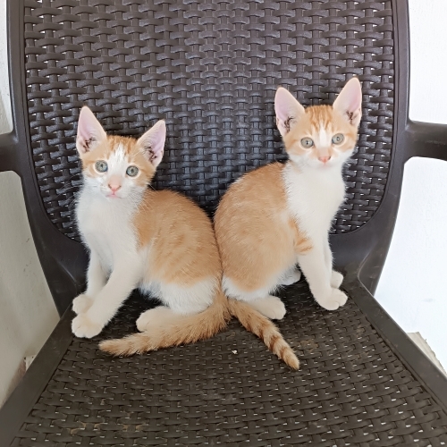 Delikanlılara yuva🧿 fotoğraf