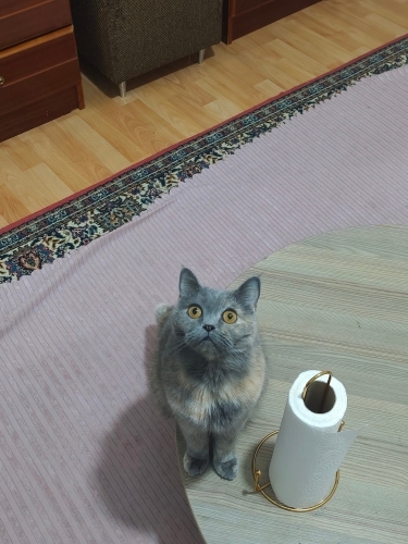 Biskvi kokulu kizimiza yuva ariyoruz fotoğraf