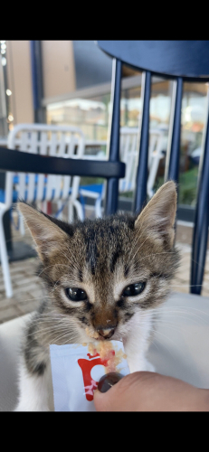 Dükkanımızdaki 2.5 aylık erkek kedi fotoğraf
