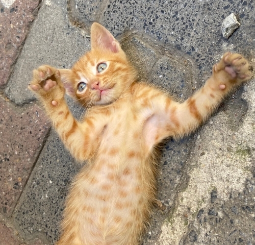 Aşırı evcil, sevgi dolu, eğitimli, sağlıklı, 4 haftalık, ücretsiz. 5373884388 fotoğraf