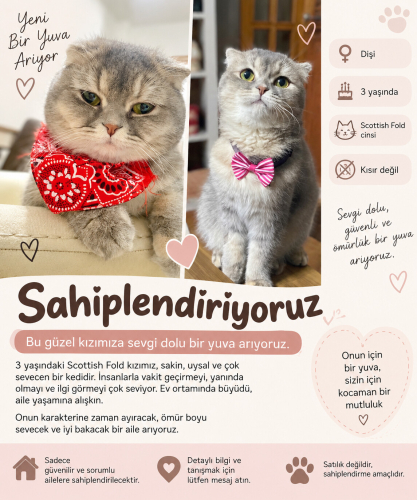 Scottishfold dişi ücretsiz sahiplendirilecektir fotoğraf