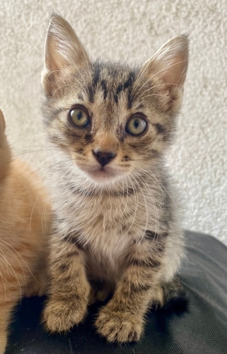 MİNİK,ÇOK TATLI VE SAĞLIKLI YAVRU KEDİLER 😸 fotoğraf
