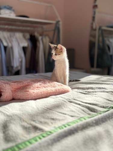 Minnak kız Sakız ömürlük yuvasını arıyorr fotoğraf