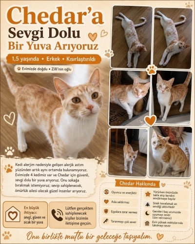 Çedar’a yuva arıyoruz fotoğraf