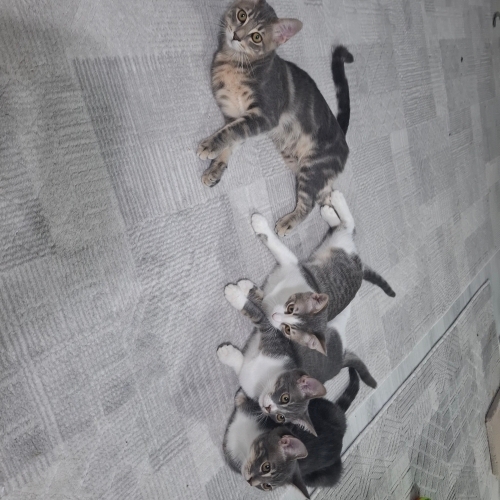 dört erkek kardeşe yuva fotoğraf