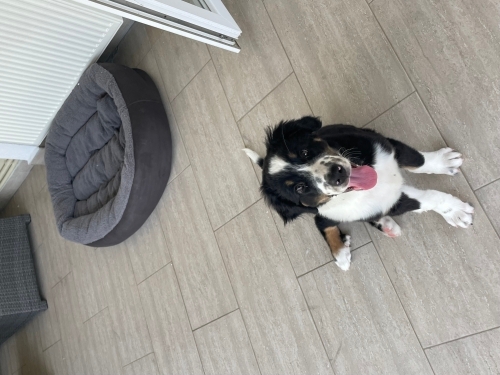 Oyuncu Bernese Yavrusu fotoğraf