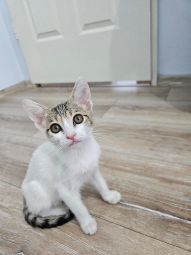 Koca gözlü uysal bebek fotoğraf