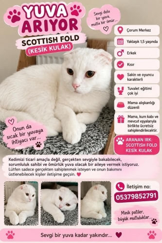 çok cana yakın çok insan canlısı çok akıllı bir kedi fotoğraf