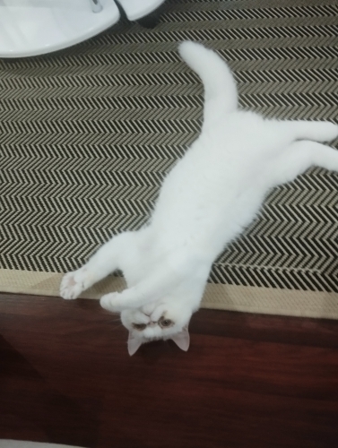 Uysal,oyuncu,sevgi dolu erkek kedi kalıcı yuva arıyor fotoğraf
