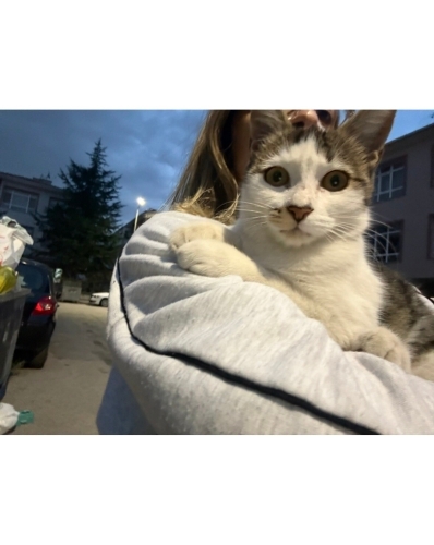İnanılmaz sıcakkanlı bi kedii, 2. Kedi olabilir fotoğraf