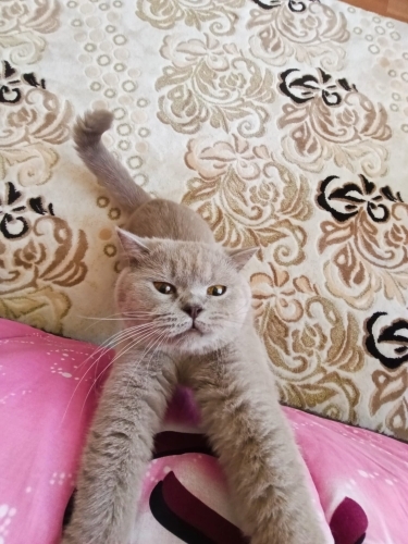 Güzel kızımıza ömürlük yuva fotoğraf
