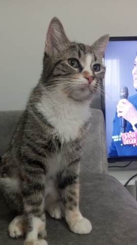 ilgi sevgi bekleyen oyun seven bir tekir kedi fotoğraf