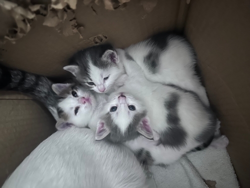 Uçretsiz yuva arayam 2 Tatli kedi yavru fotoğraf