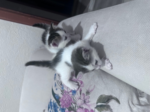 Üçretsiz yuva arayan 2 Tatli yavru kedi fotoğraf