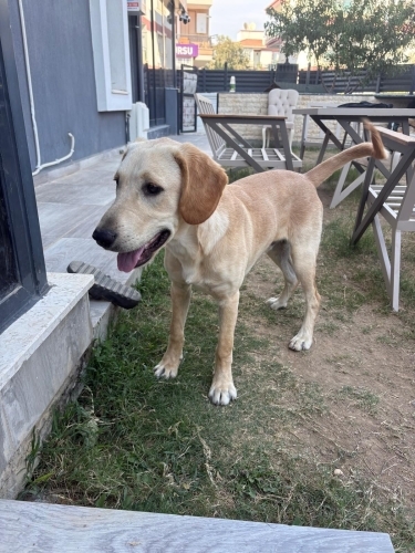 6 Aylık Labrador Kırması Erkek Çok Oyuncu fotoğraf