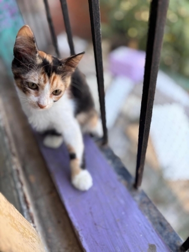 Engelli canlara öncelik fotoğraf