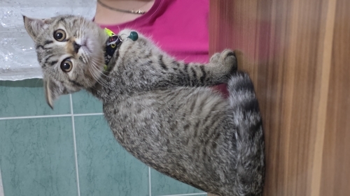 Scottish yavru kedi fotoğraf