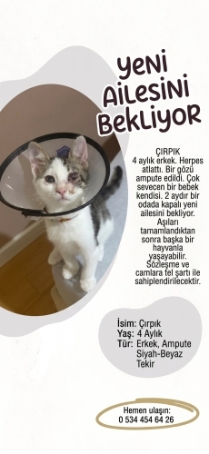 ÇIRPIK YUVA ARIYOR fotoğraf