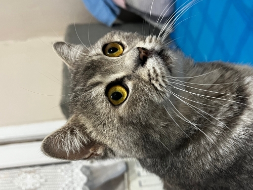 Sokağa atılmış kedi acil! fotoğraf